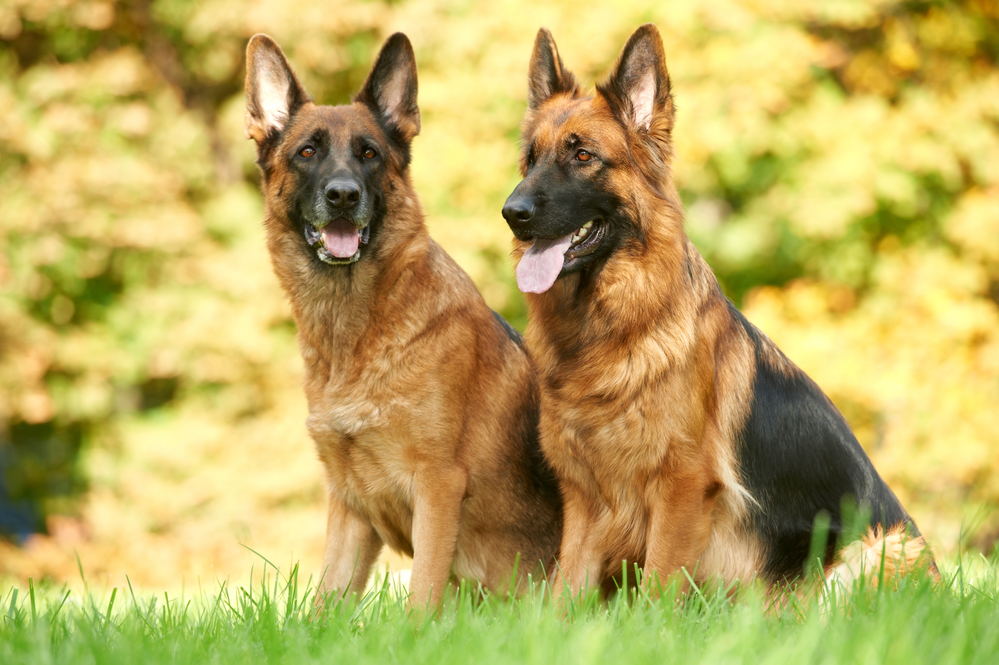 German Shepherd Golden Retriever Mix - The Perfect Family Dog?