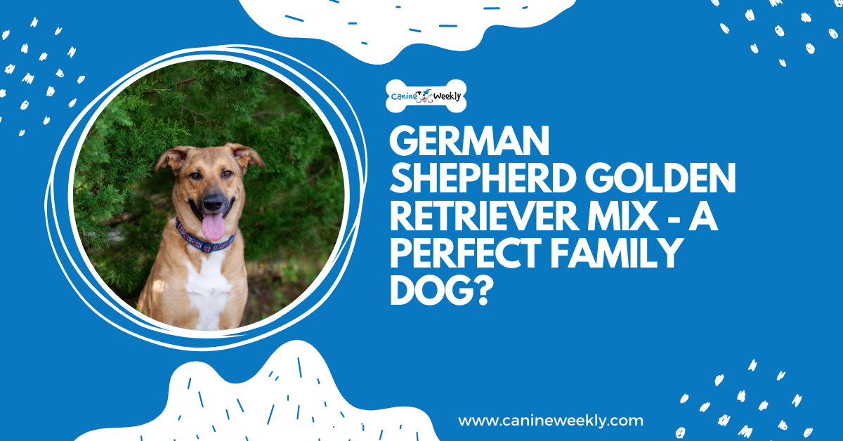 German Shepherd Golden Retriever Mix - A Perfect Family Dog?