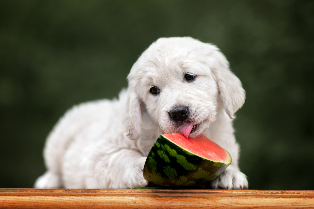 How Much to Feed a Golden Retriever Puppy A Daily Guide