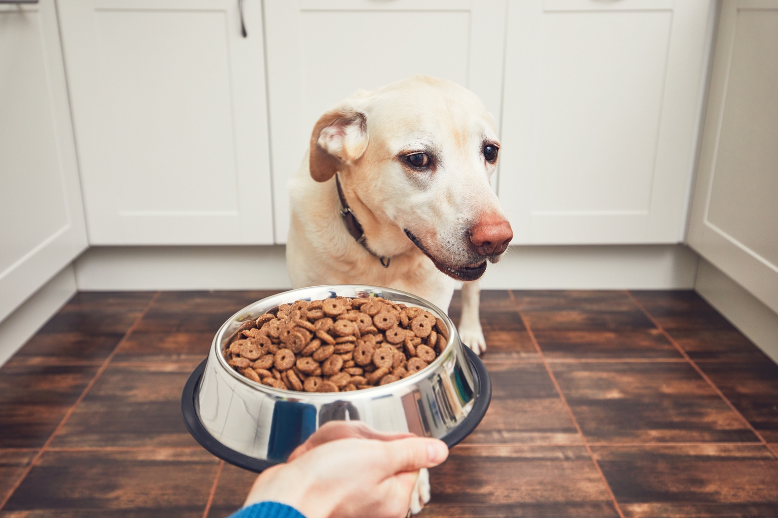 7 Ways To Fatten Up A Dog For Healthy Weight Gain Canine Weekly