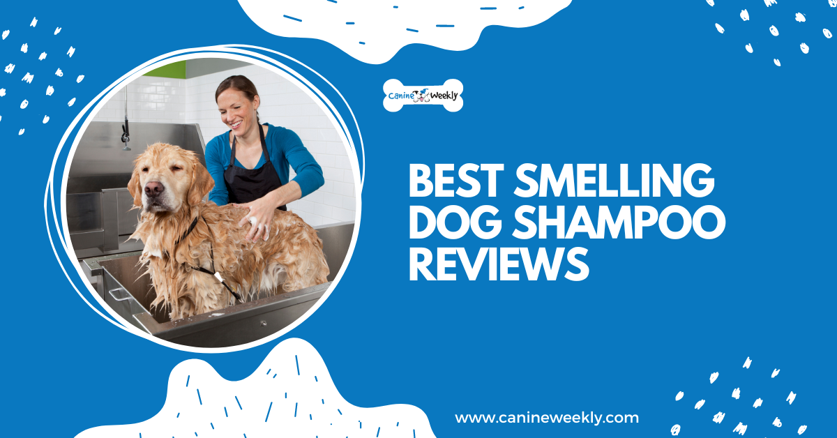 5 Best Smelling Dog Shampoo Reviews for 2023