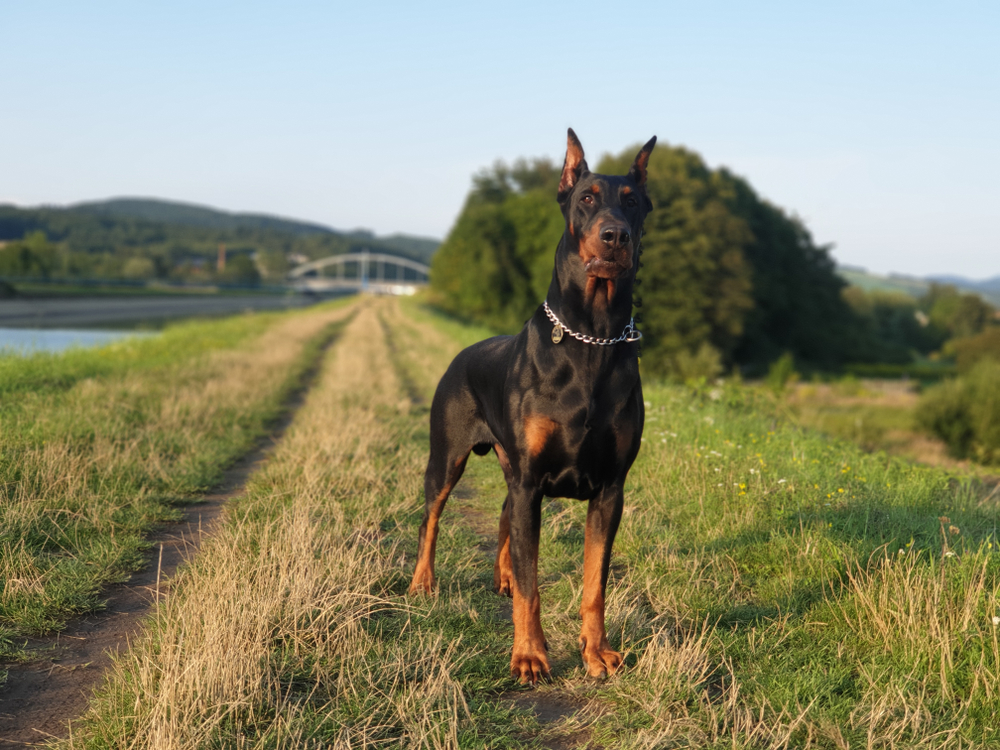 325-tough-dog-names-for-badass-dogs-male-female-guard