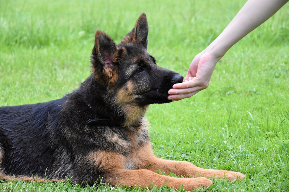 can 6 month old german shepherd can eat chicken leg