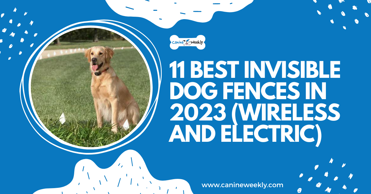 11 Best Invisible Dog Fences in 2023 (Wireless and Electric)