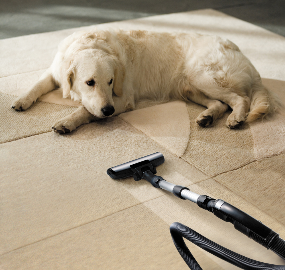 7 Best Vacuums for Pet Hair in 2022 Story Telling Co