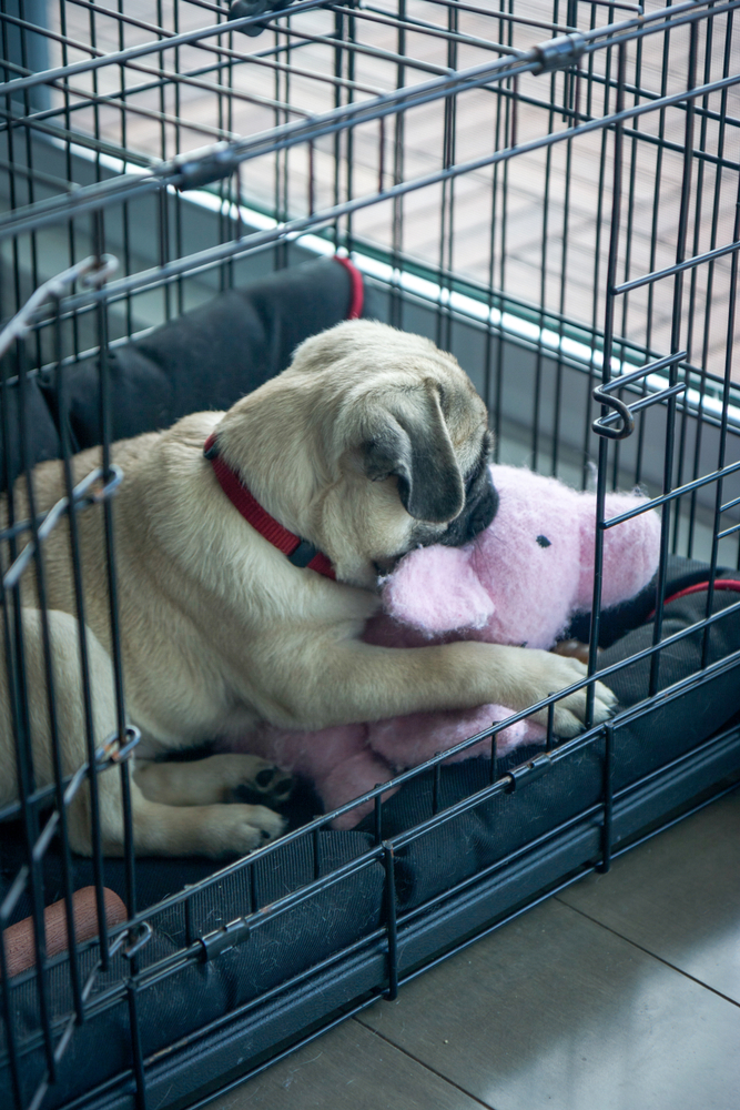 5 Tips for Crate Training a Puppy While at Work Canine