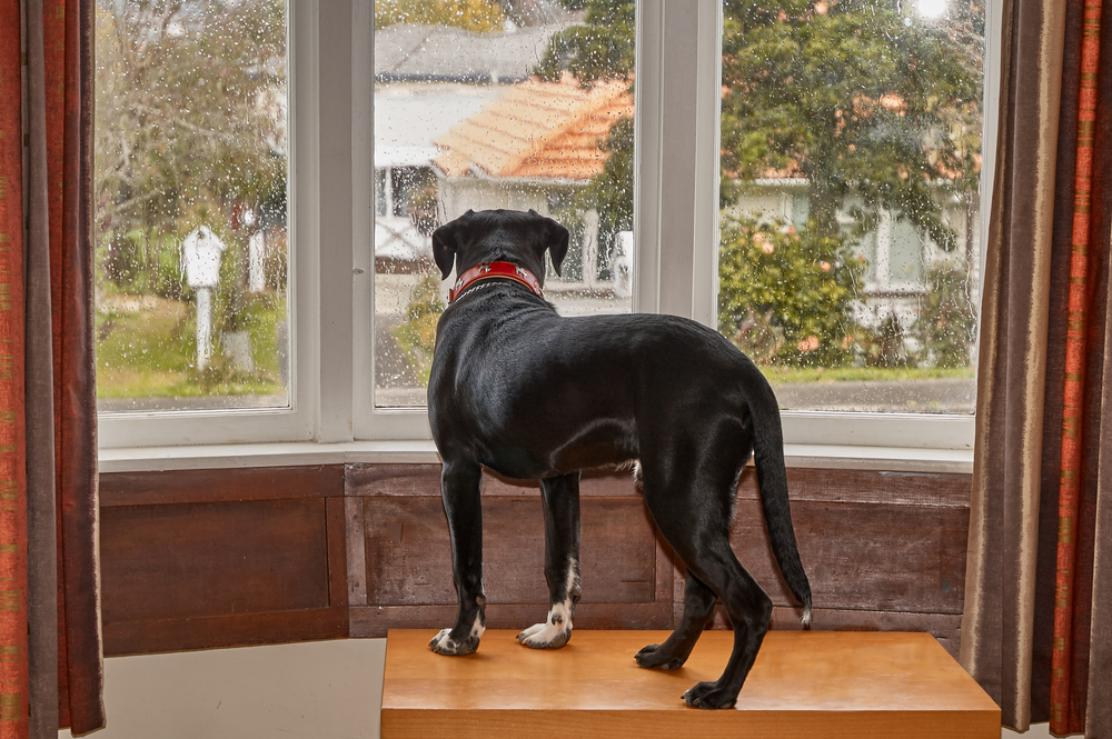 6 Ways To Stop A Dog From Barking When Left Alone Canine Weekly,Least Expensive Cities In The Us To Live