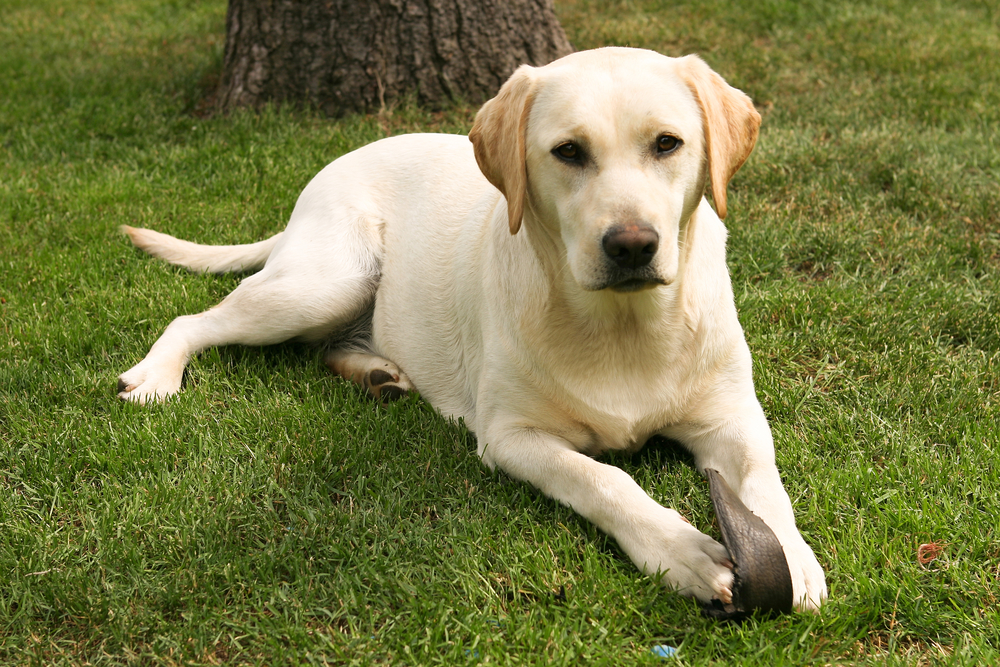 How long does a white labrador live