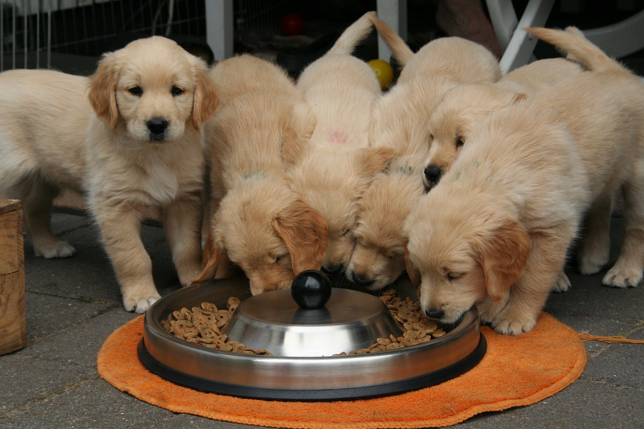 how much does a golden retriever eat