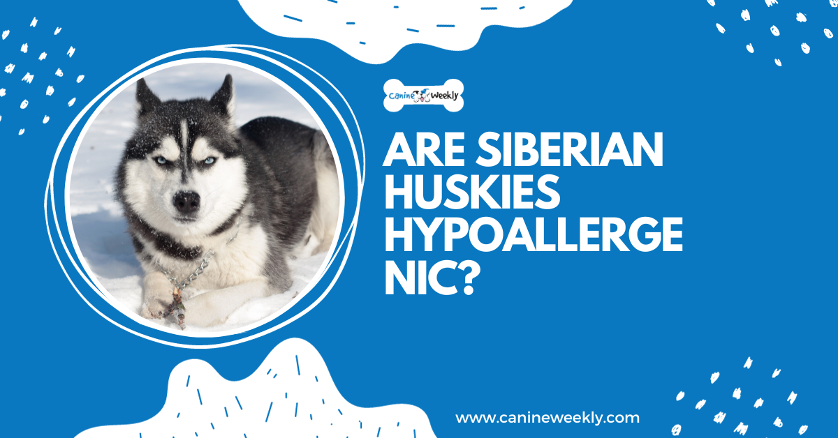 Are Siberian Huskies Hypoallergenic? Canine Weekly