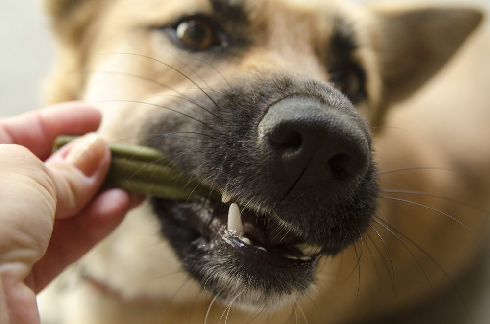 7 Best Dental Chews and Dog Dental Treats in 2023 | Canine Weekly