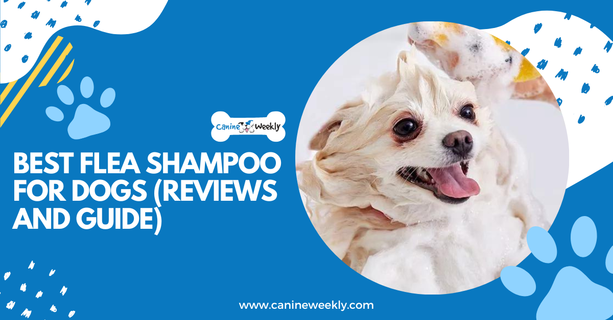 Best Flea Shampoo for Dogs 2023 (Reviews and Guide)