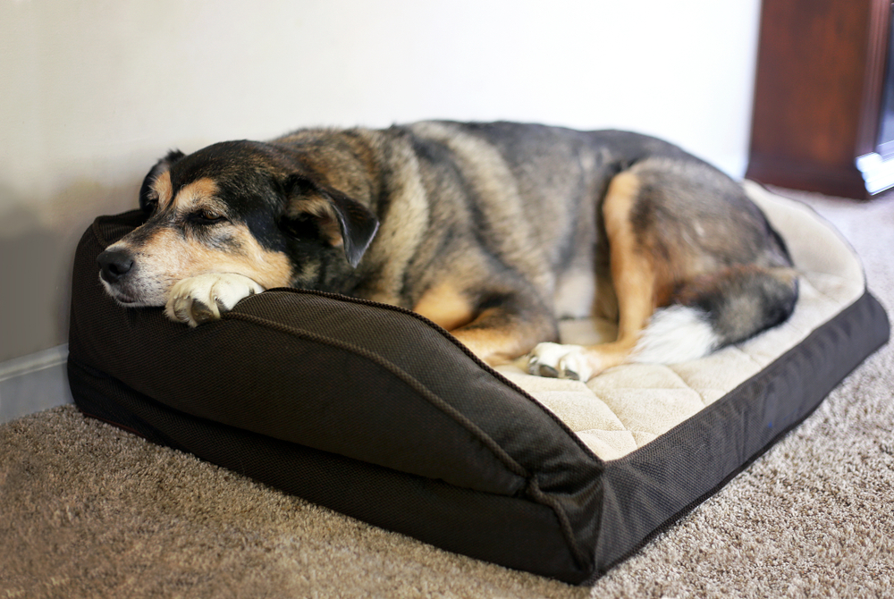 5 Best Washable Dog Beds for 2020 (Top Picks for Large Dogs)