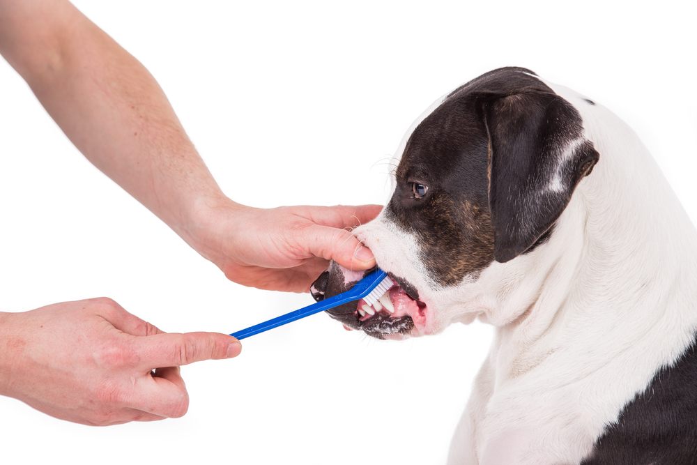 7 Best Dental Chews for Dogs in 2019 Treats for Healthy Teeth