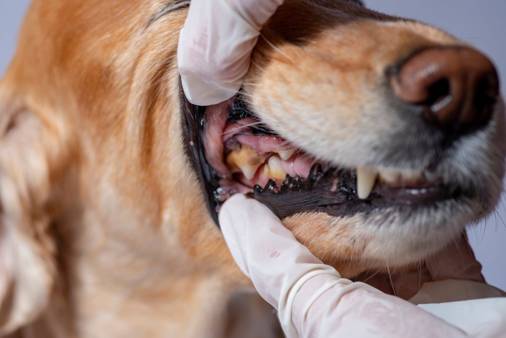 7 Best Dental Chews for Dogs in 2019: Treats for Healthy Teeth