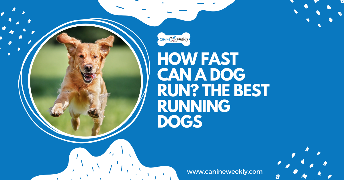 How Fast Can a Dog Run? The Best Running Dogs