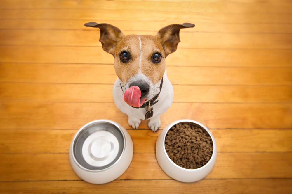 7 Best Hypoallergenic Dog Food for Allergies 2020 Canine