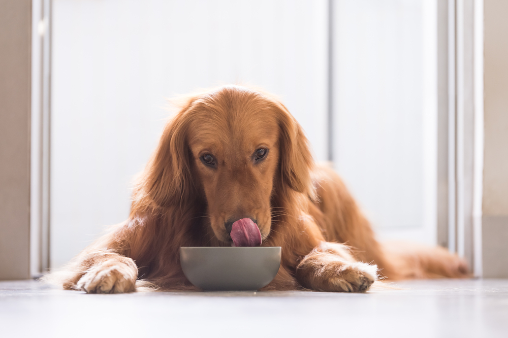 5 Best Dog Foods for Shedding in 2022 Story Telling Co