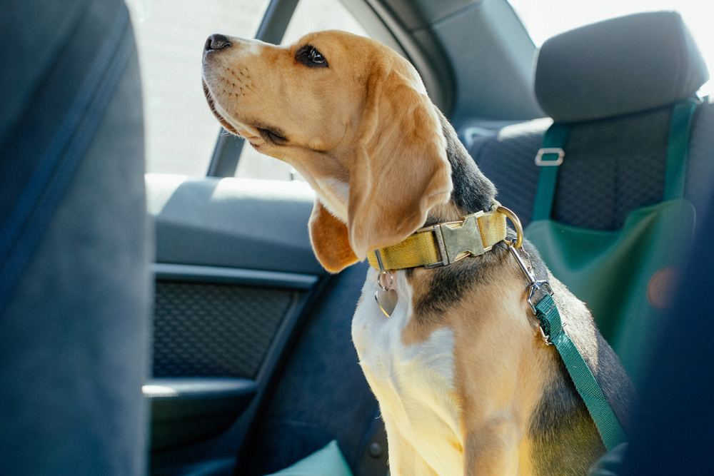 101 Dalmatians  dog puppy car safety seat belt 