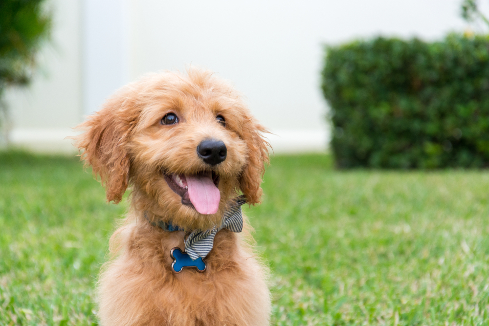 14 Best Dog Foods for Goldendoodles in 2020 Canine Weekly