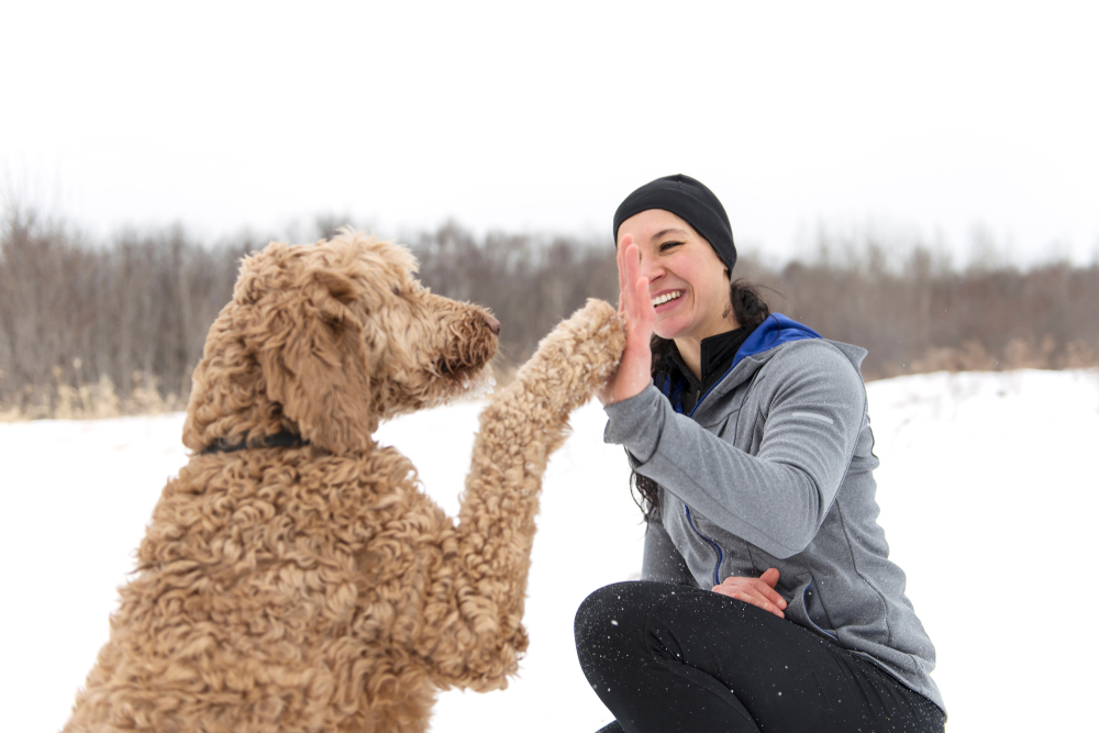 14 Best Dog Foods for Goldendoodles in 2020 | Canine Weekly