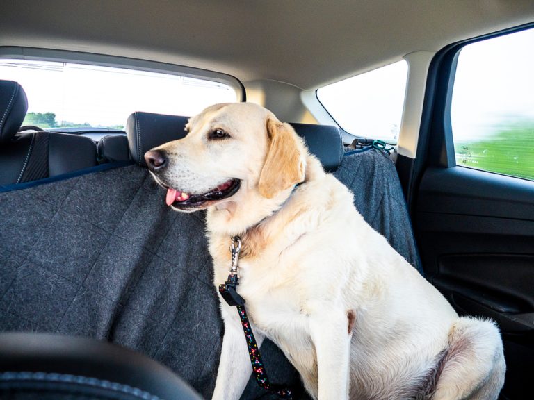 6 Best Dog Seat Belts for 2020 (Always Buckle Up Your Dog)