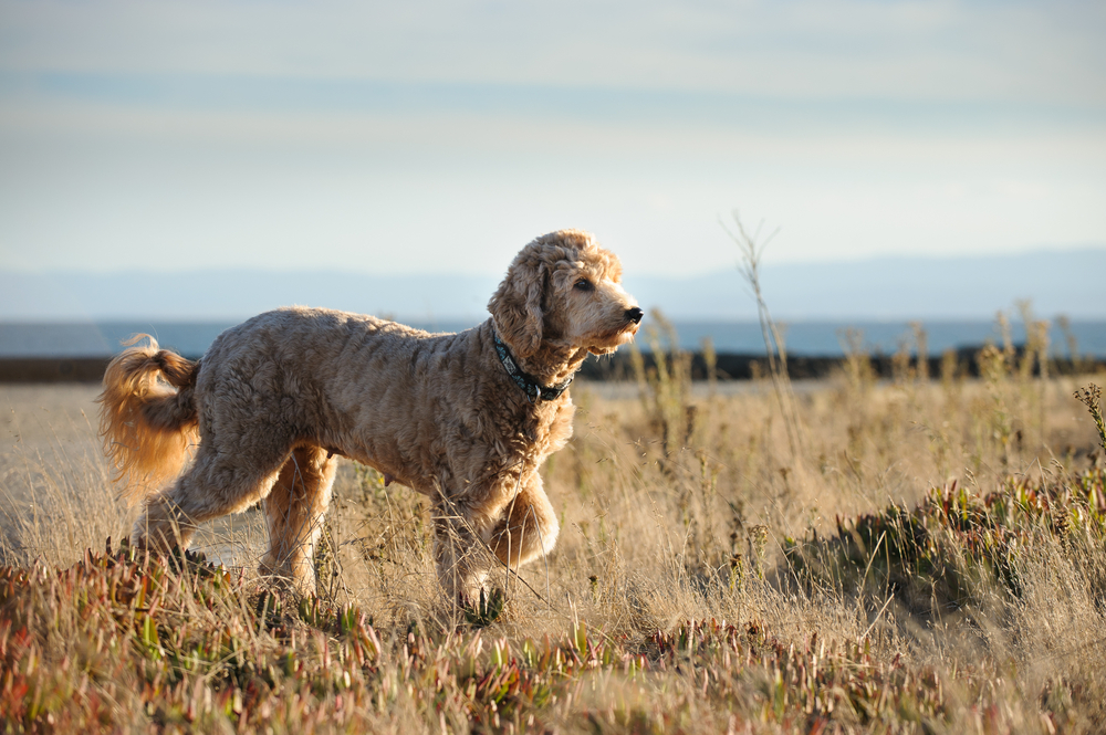 Goldendoodle food