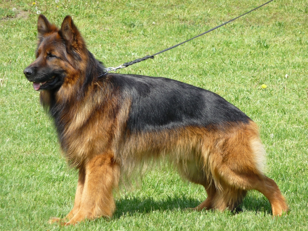 the-long-coated-german-shepherd-dog