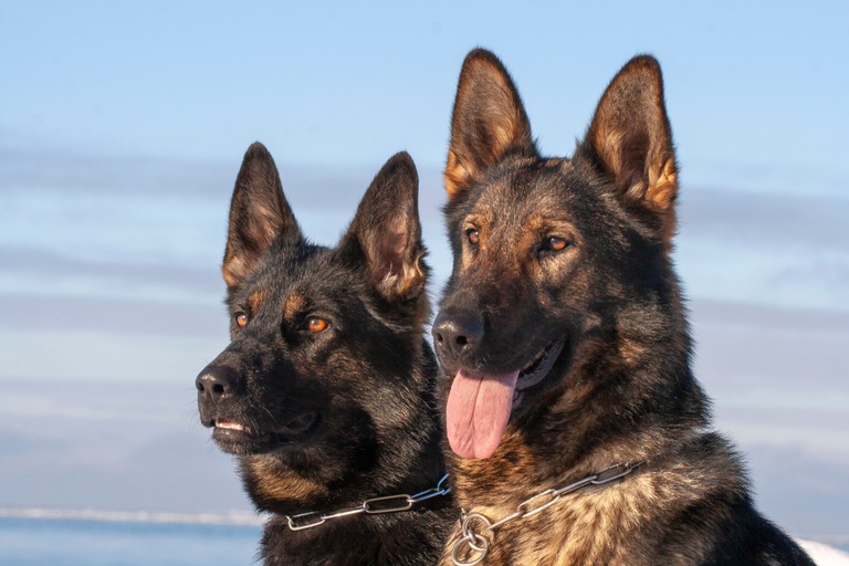 10 Best Collars for German Shepherds [2020 Reviews]