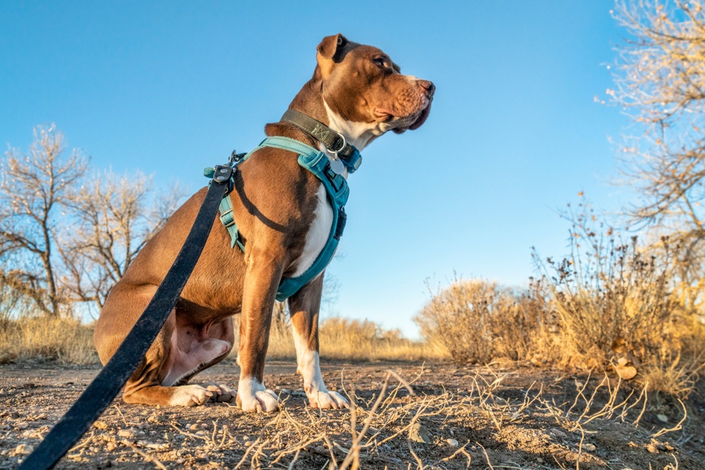 Best Harnesses for Pitbulls