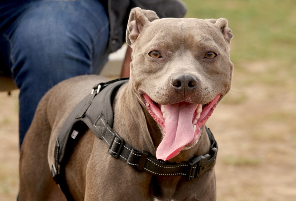 best harness for pitbull puppy