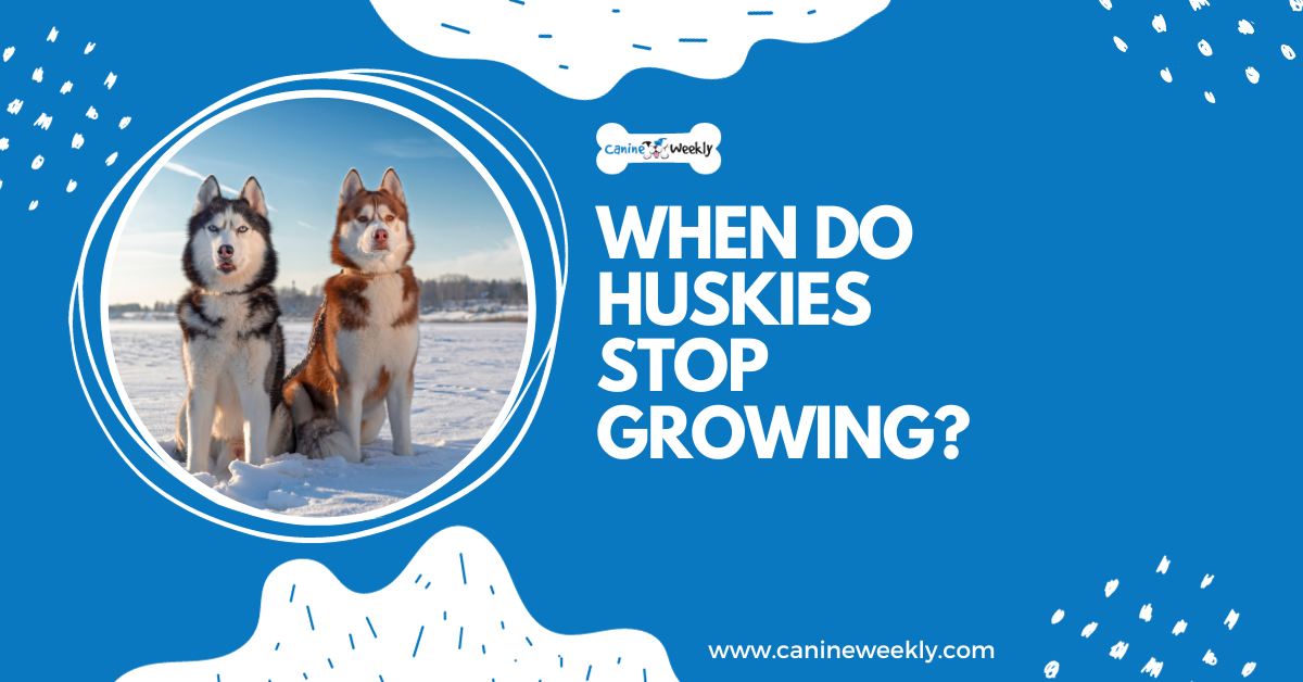 When Do Huskies Stop Growing? Canine Weekly