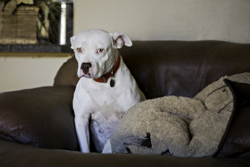 Do Pitbulls Shed? Tips to Manage Pitbull Shedding Canine Weekly