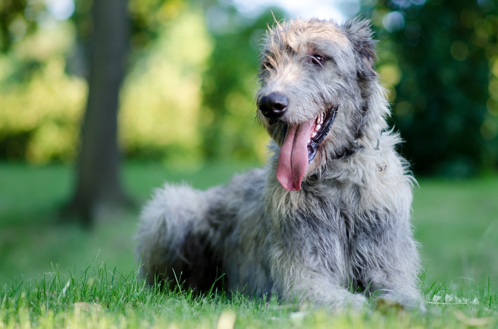 Meet 15 Calm Large Dog Breeds for 2023 | Canine Weekly