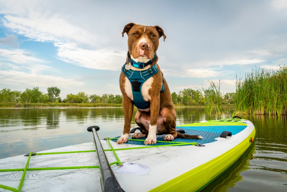 Best Harnesses for Pitbulls