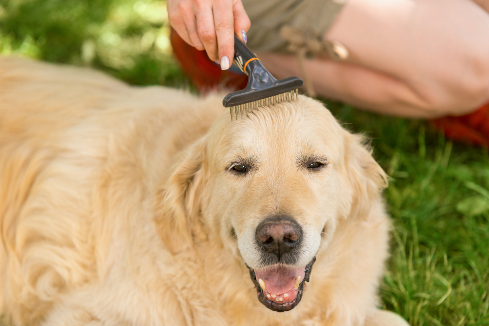 Top 5 Best Dog Clippers for Matted Hair (2020 Reviews)