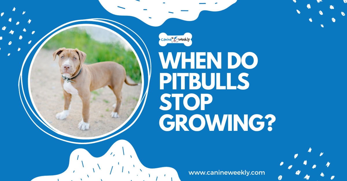 When Do Pitbulls Stop Growing? | Canine Weekly