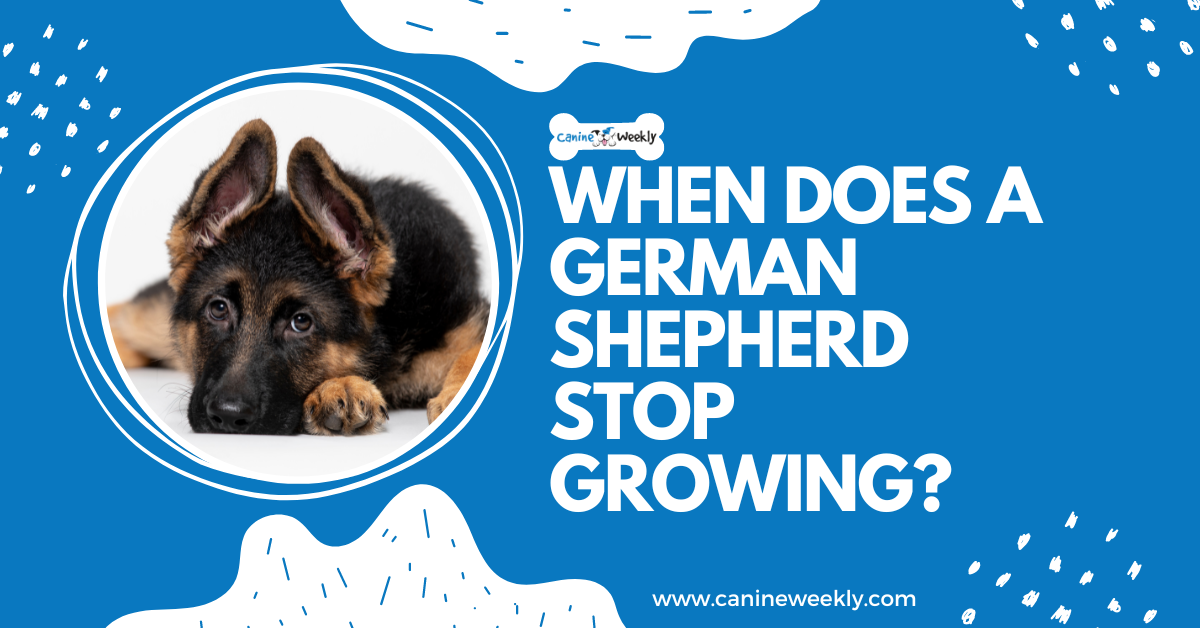 When Does a German Shepherd Stop Growing? | Canine Weekly