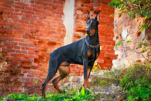 Giant Dog Breeds: An Informative Guide and List of Giant Dogs