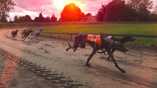 Greyhound
