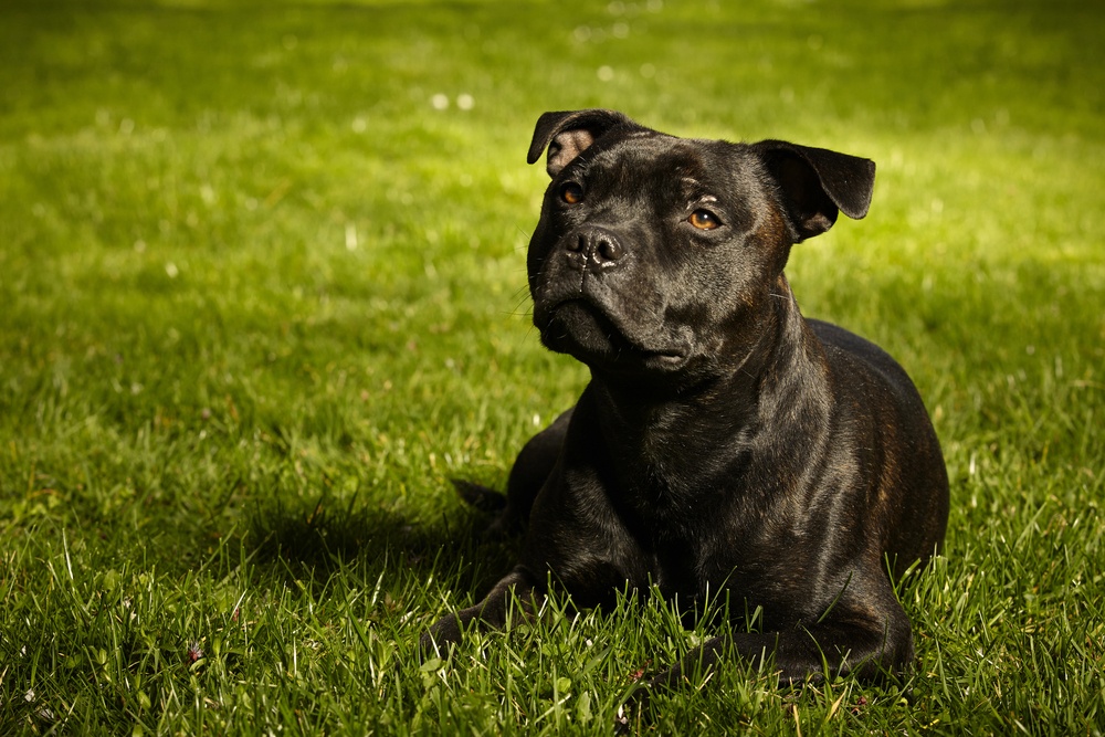 all black pit bull