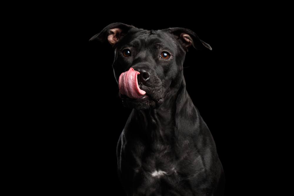 Everything You Need to Know About the Black Pitbull