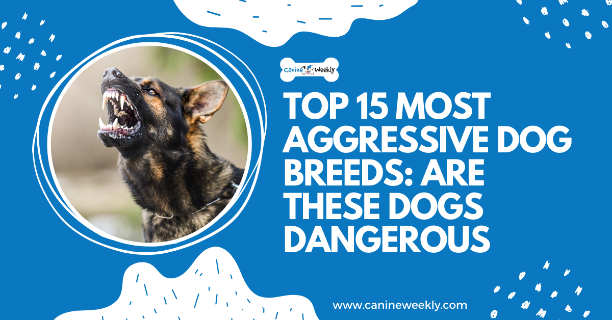 Top 15 Most Aggressive Dog Breeds | Canine Weekly