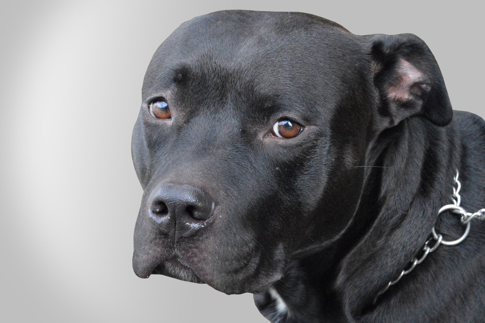 pure black pitbull puppy