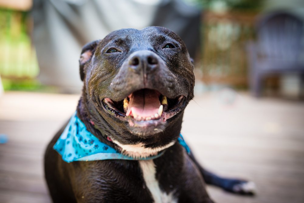 solid black pitbull puppy
