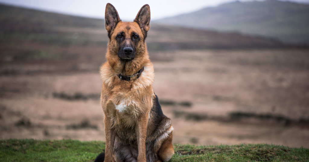 Annual Expenses for an Adult German Shepherd