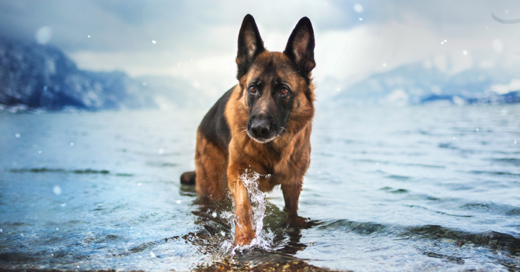 The Cost of Buying a German Shepherd