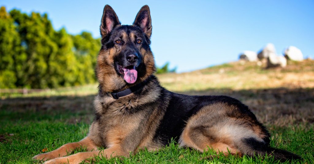 What Are the Other Costs Associated With Owning a German Shepherd