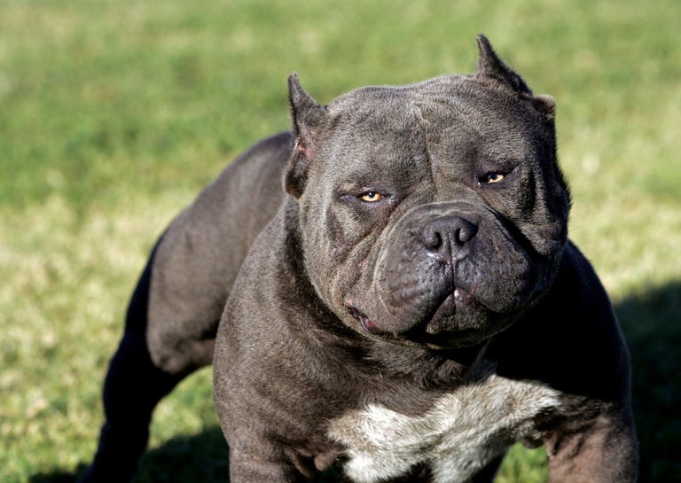 The 500 Best Pitbull Names for New Owners | Canine Weekly