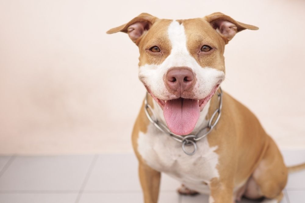 The 500 Best Pitbull Names for New Owners | Canine Weekly